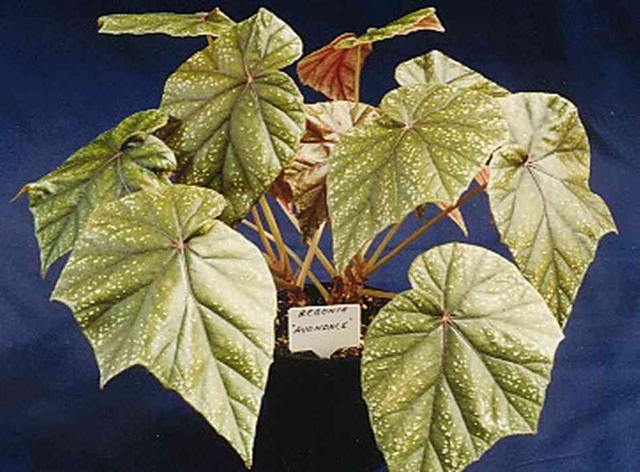 B. ‘Avondale’